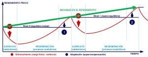 principio-supercompensacion